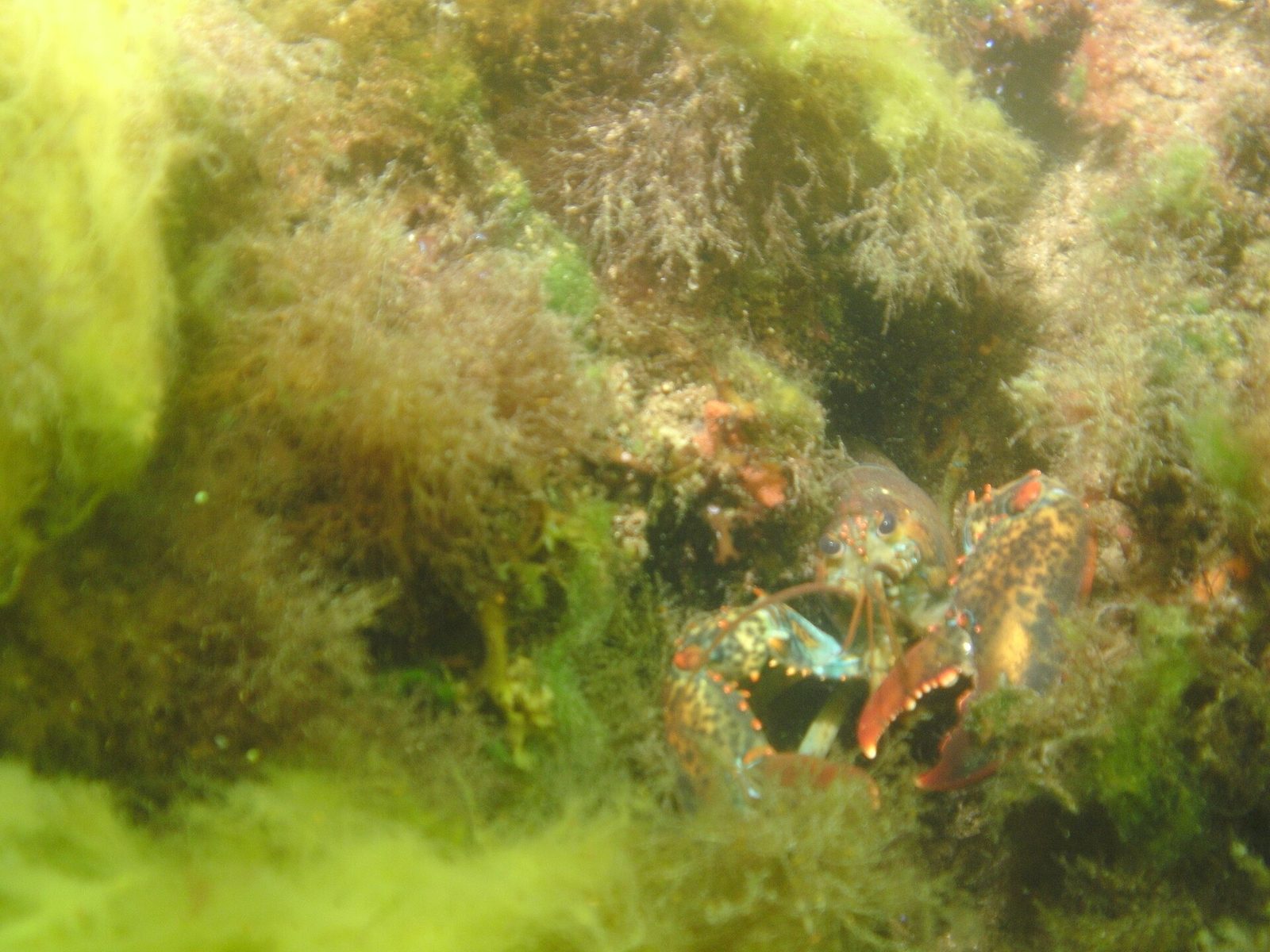 An American lobster on the seabed off Gloucester, Massachusetts. The plaintiffs disputed the science behind the red rating and pointed to gear changes the industry has made to protect whales.