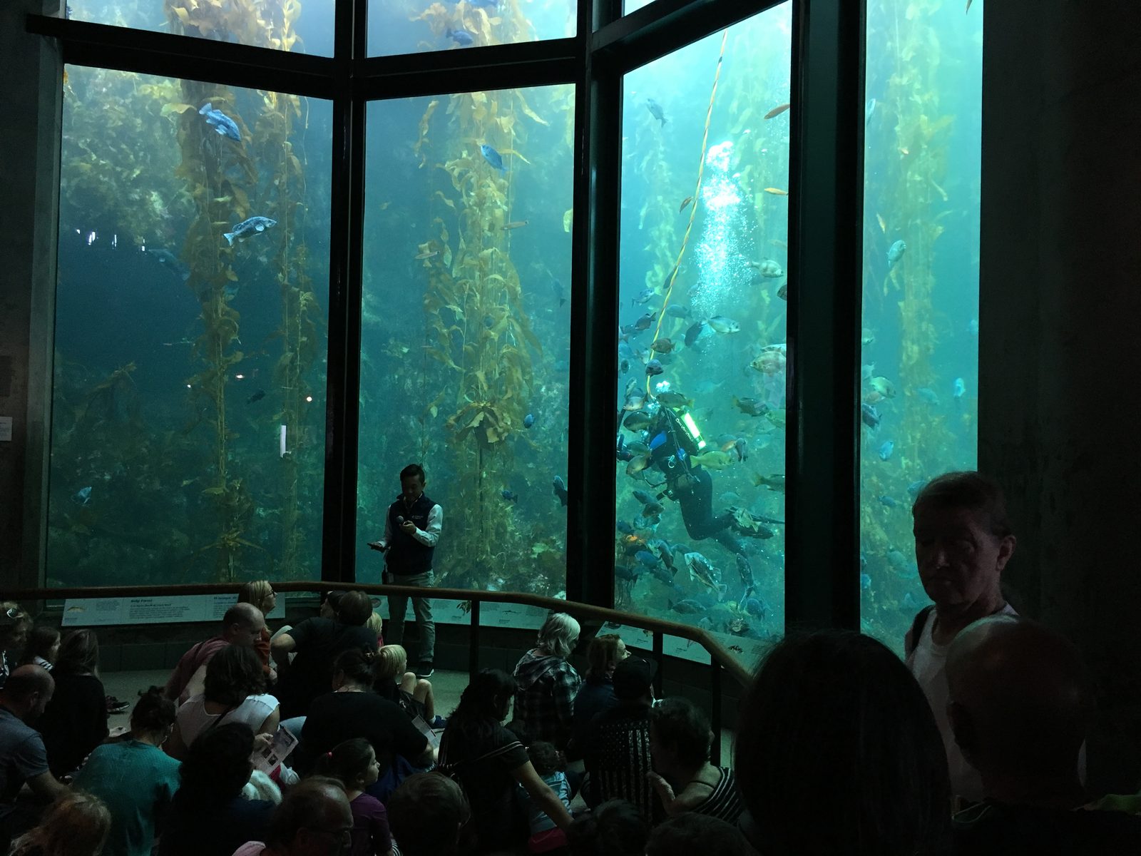 A diver hand-feeds fish in the aquarium's towering Kelp Forest exhibit during a daily presentation. The new exhibit invites children to move their bodies like the animals.