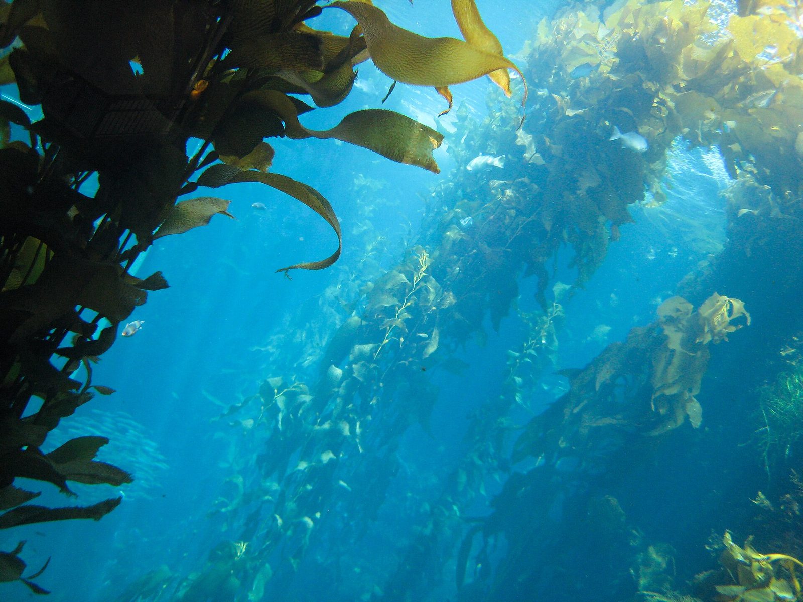 Kelp rises through the water inside the Monterey Bay Aquarium. The case was about the reach of the foundation's Seafood Watch program, which advises consumers and buyers which seafood to buy and which to avoid.