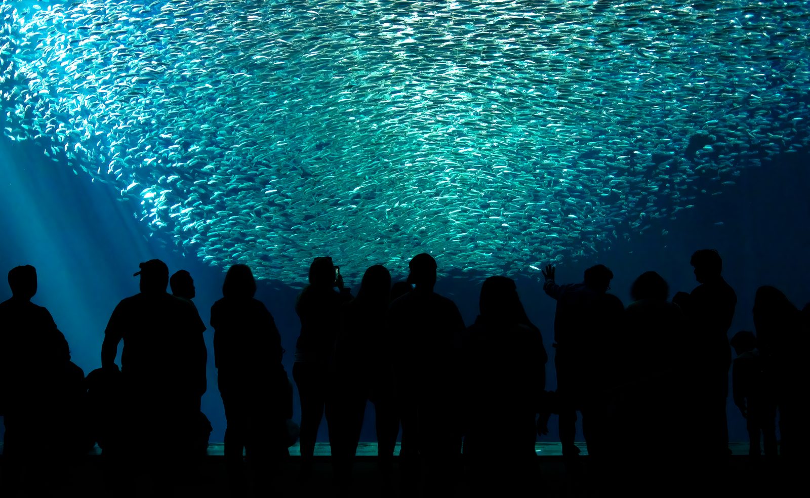 Visitors watch a swirling school of sardines in the aquarium's million-gallon Open Ocean exhibit. The new gallery is designed for ages 2 to 6 and welcomes all ages.