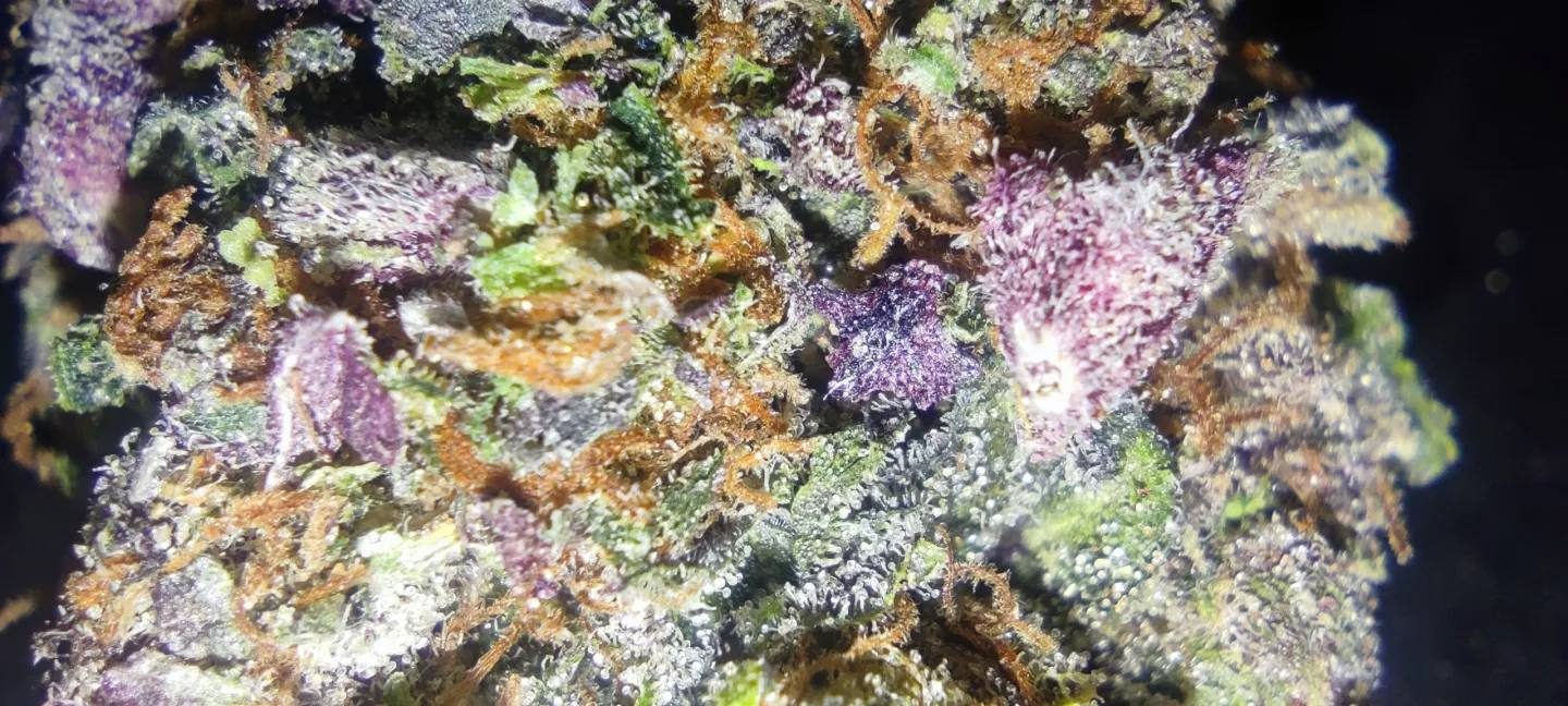 A cannabis sativa flower. County cannabis tax revenue fell from $20 million in 2021 to $3 million in 2024, and industry advocates say consumption lounges could open a new revenue stream for a struggling sector.