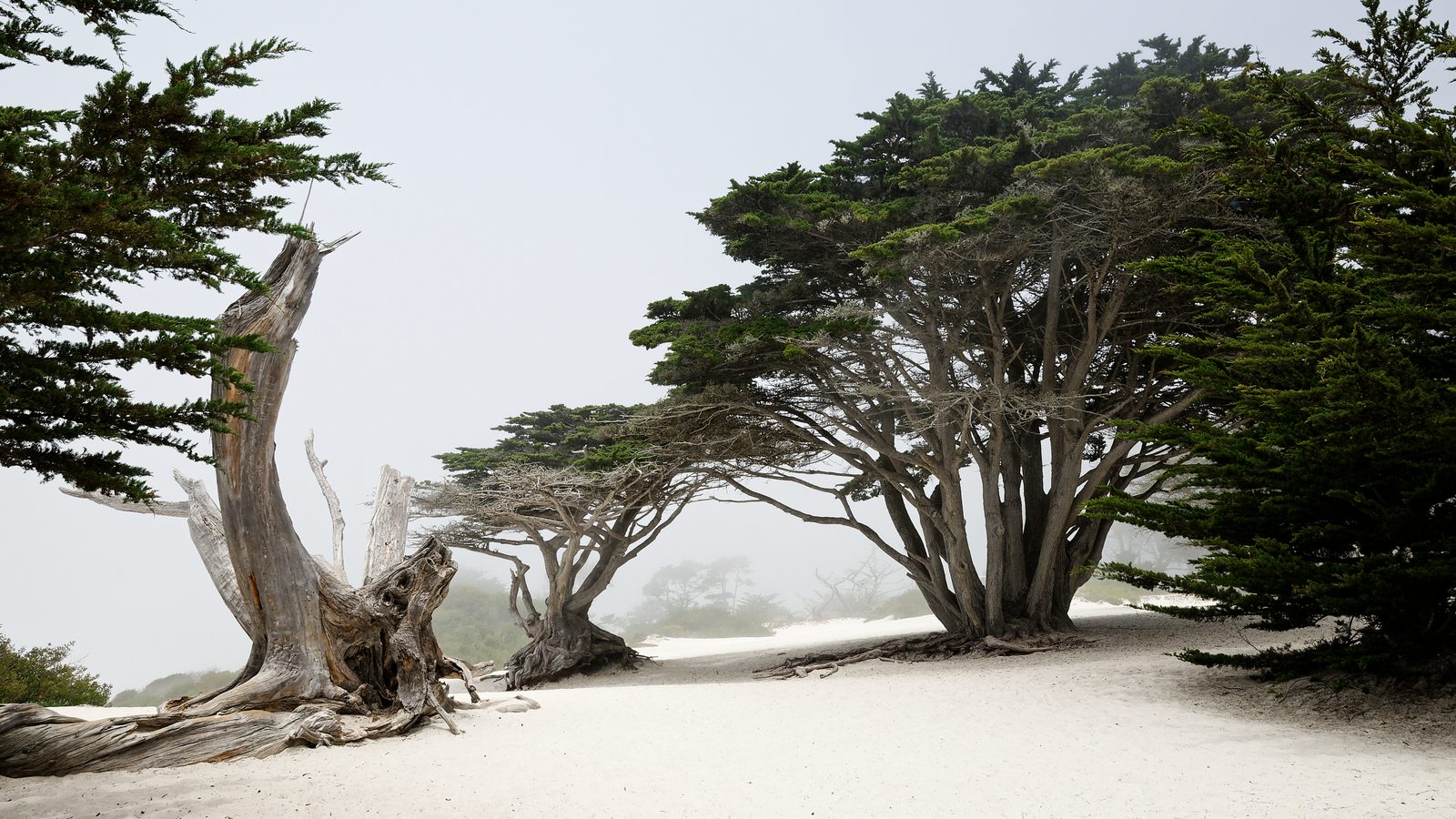 Fog drapes the Monterey cypresses above Carmel Beach. The largest award, $1.8 million, funds a protective structure along Scenic Road near the Carmel River lagoon.