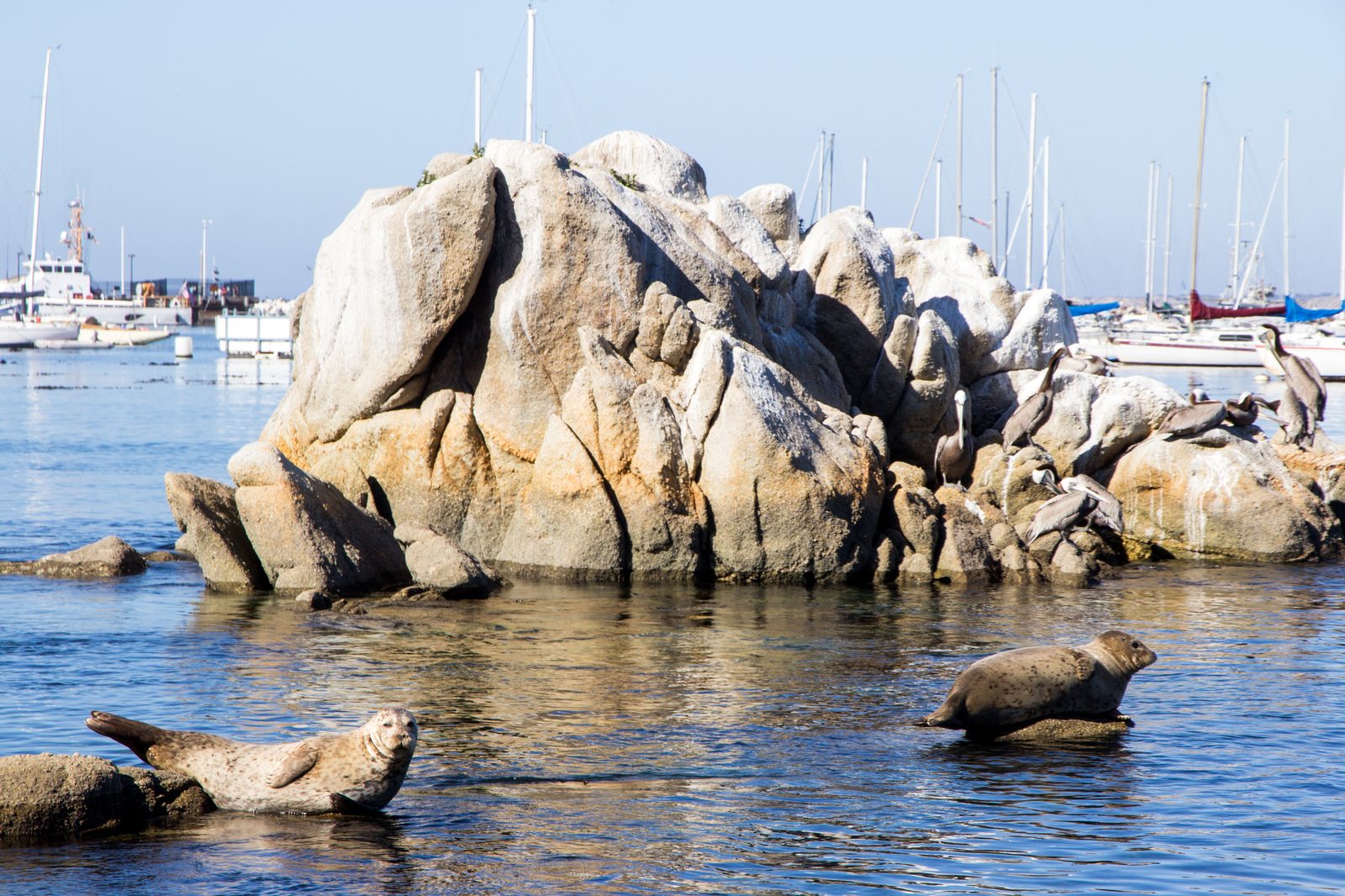 Harbor seals rest along the Monterey Bay shoreline, year-round residents of the sanctuary. The study will track how warm water affects kelp productivity, biodiversity and urchin dynamics.