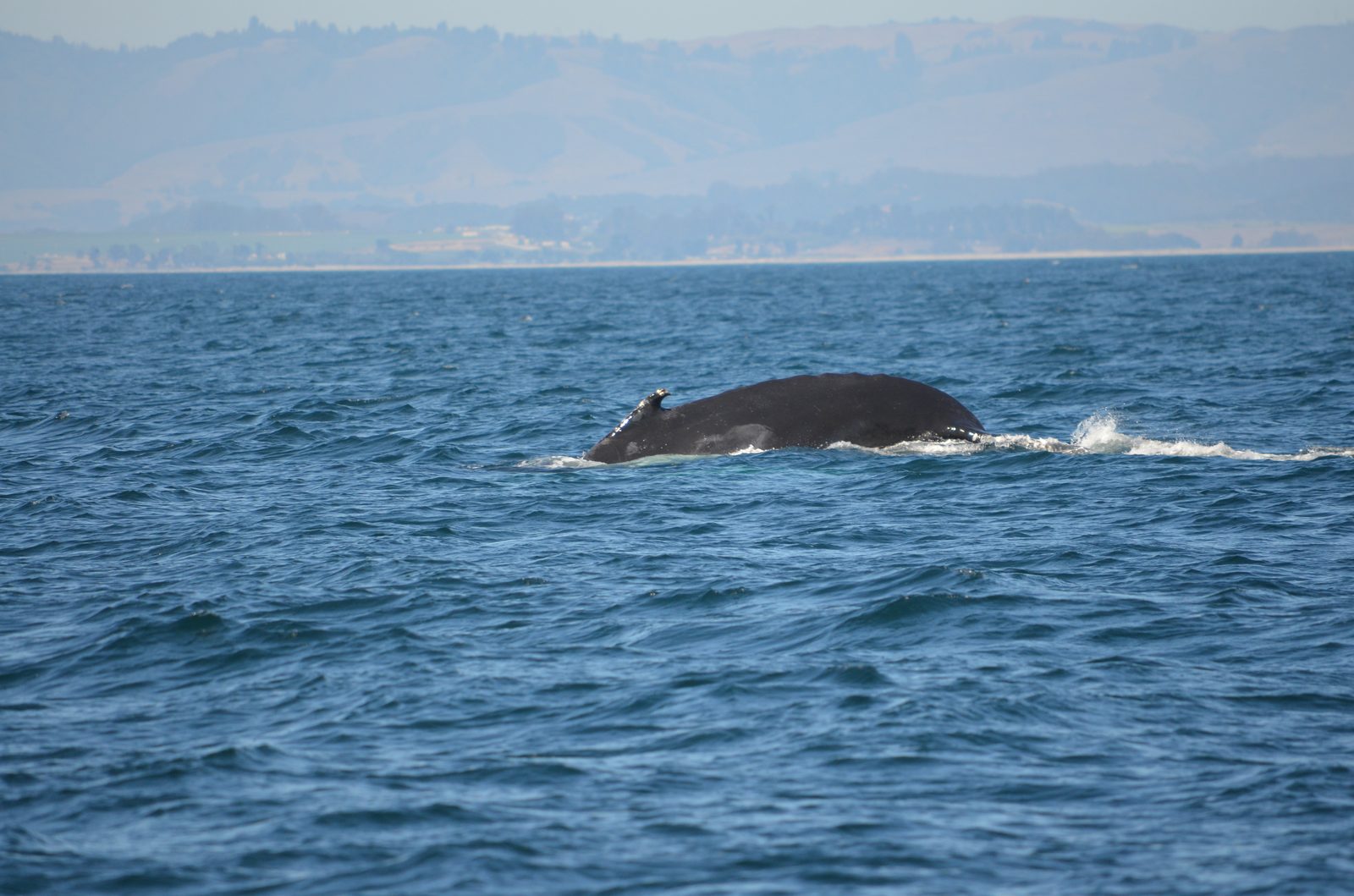 A humpback whale surfaces in Monterey Bay, one of the world's premier whale-watching grounds. Tourism is the county's second-largest industry after agriculture.