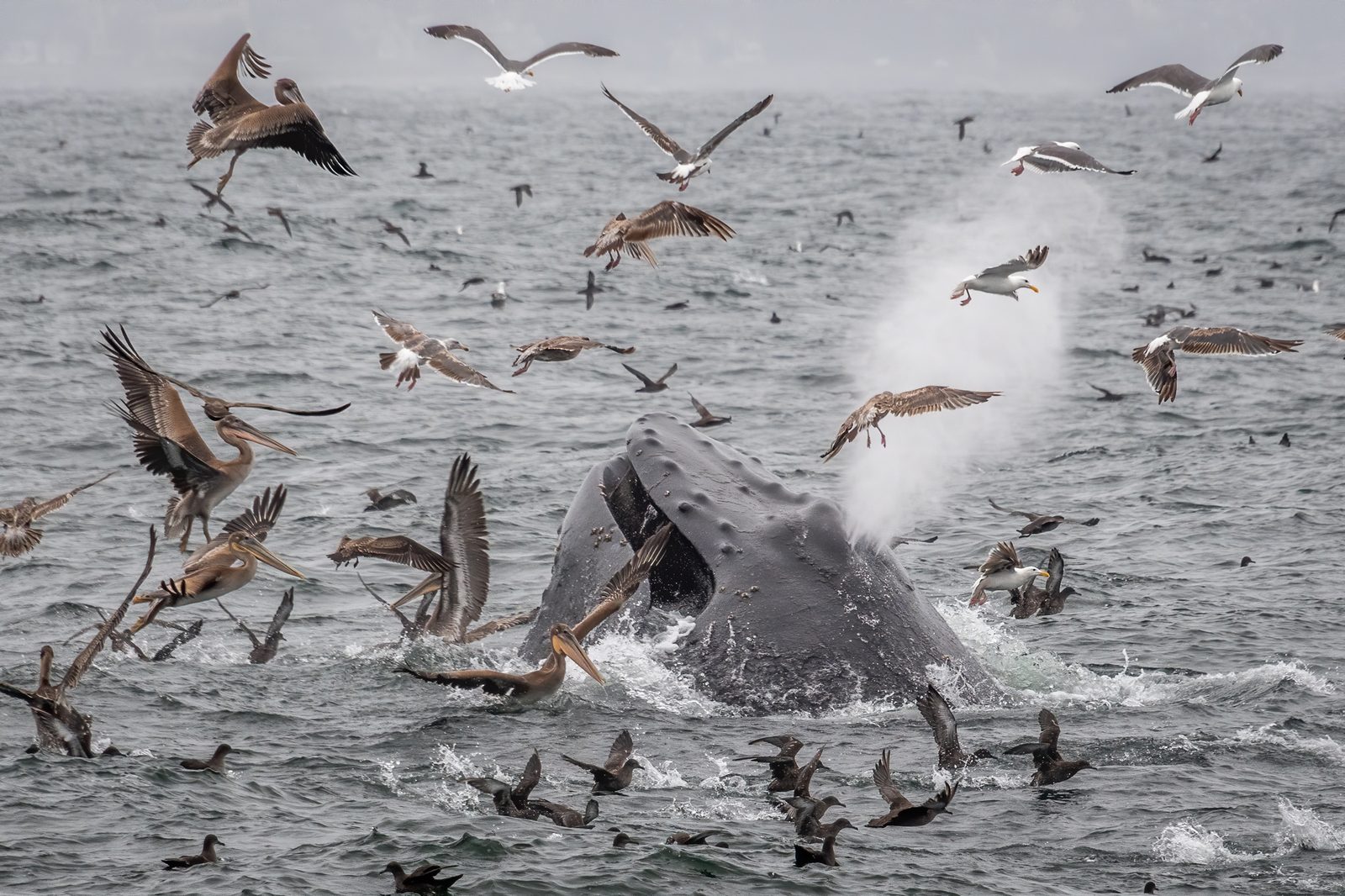 A humpback whale lunges through a flock of pelicans and gulls in the Monterey Bay National Marine Sanctuary. The bay's food web starts with kelp.