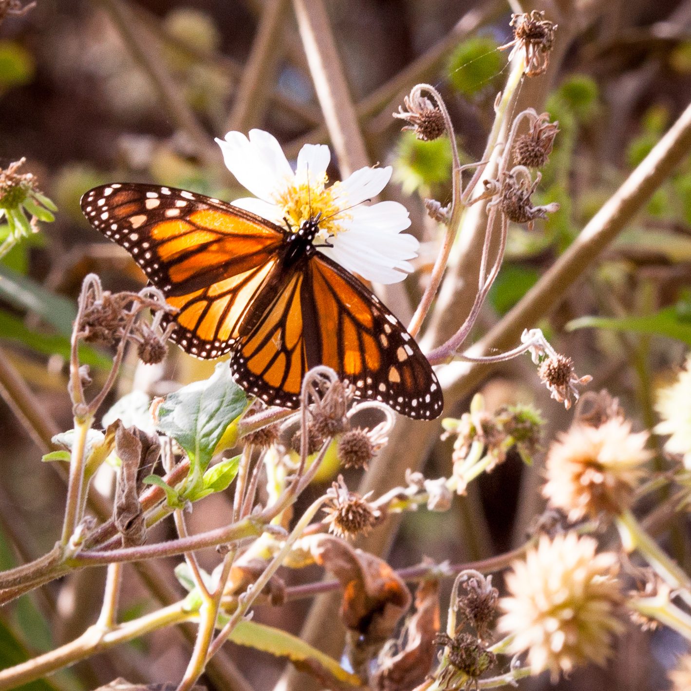 A monarch butterfly overwinters at Pacific Grove's Monarch Grove Sanctuary, the town's 'Butterfly Town, USA' claim to fame.