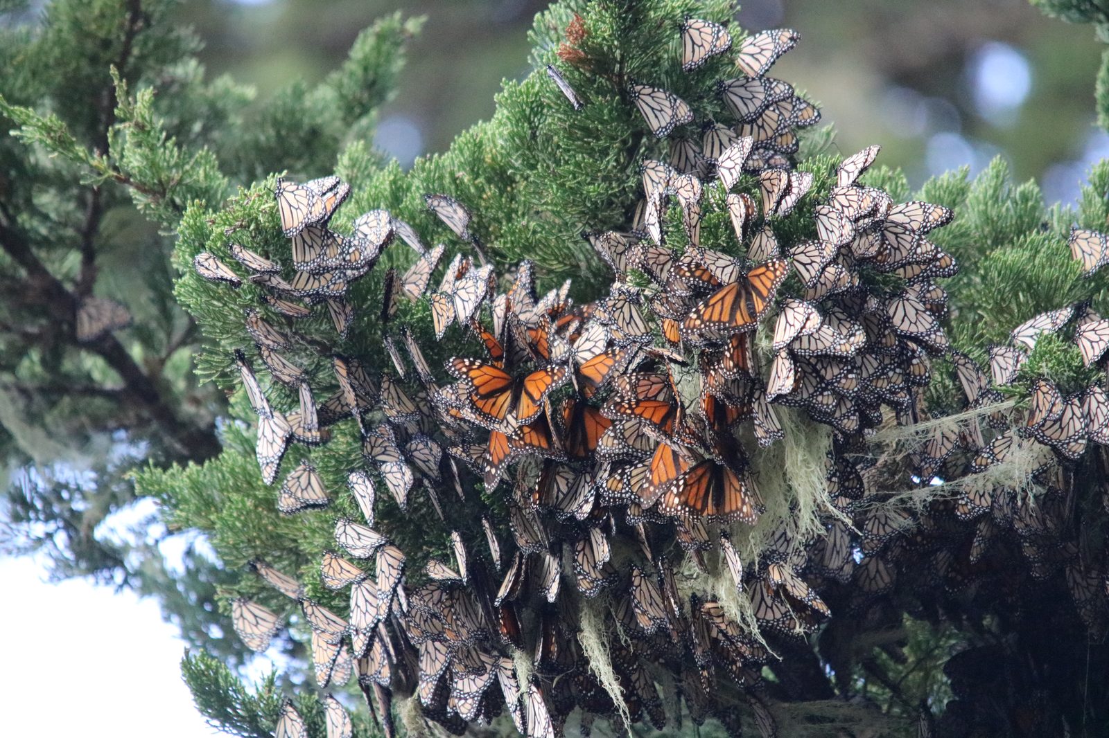 Monarchs clustered at their overwintering grounds in Pacific Grove. The western migratory population numbered fewer than 12,260 butterflies last winter, the third-lowest count on record.
