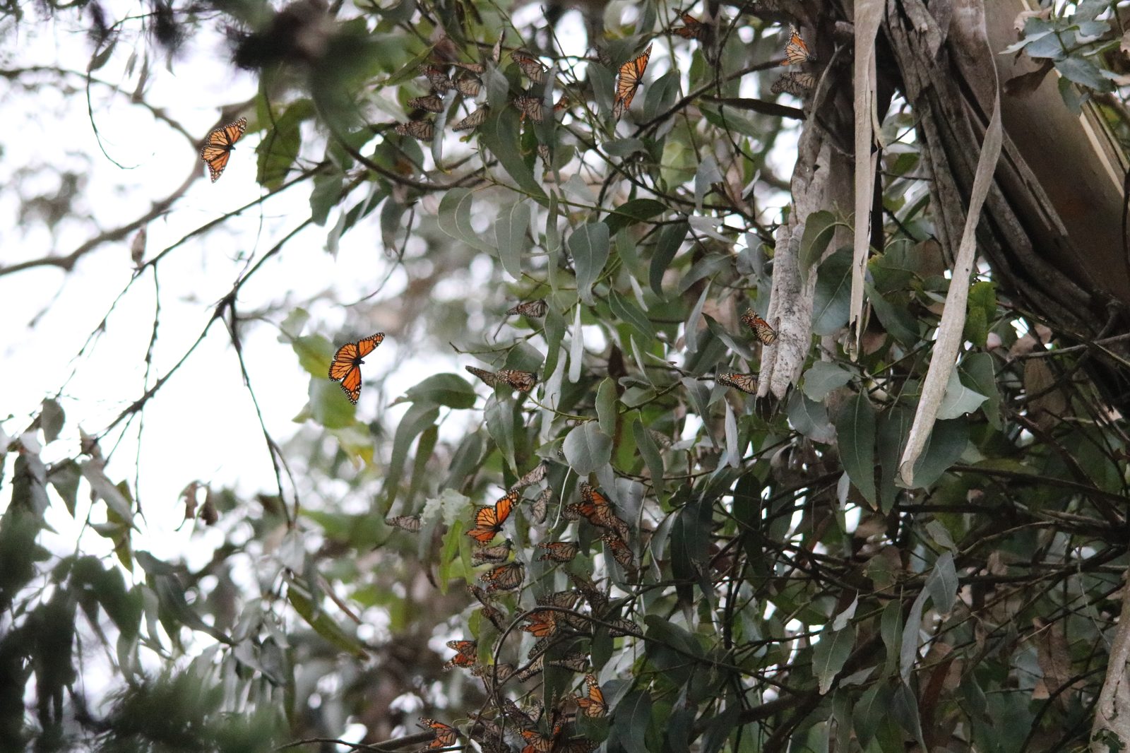 A monarch cluster in Pacific Grove. Conservationists first sought federal safeguards for the butterflies in 2014; the new settlement requires a final determination by June 6, 2030.