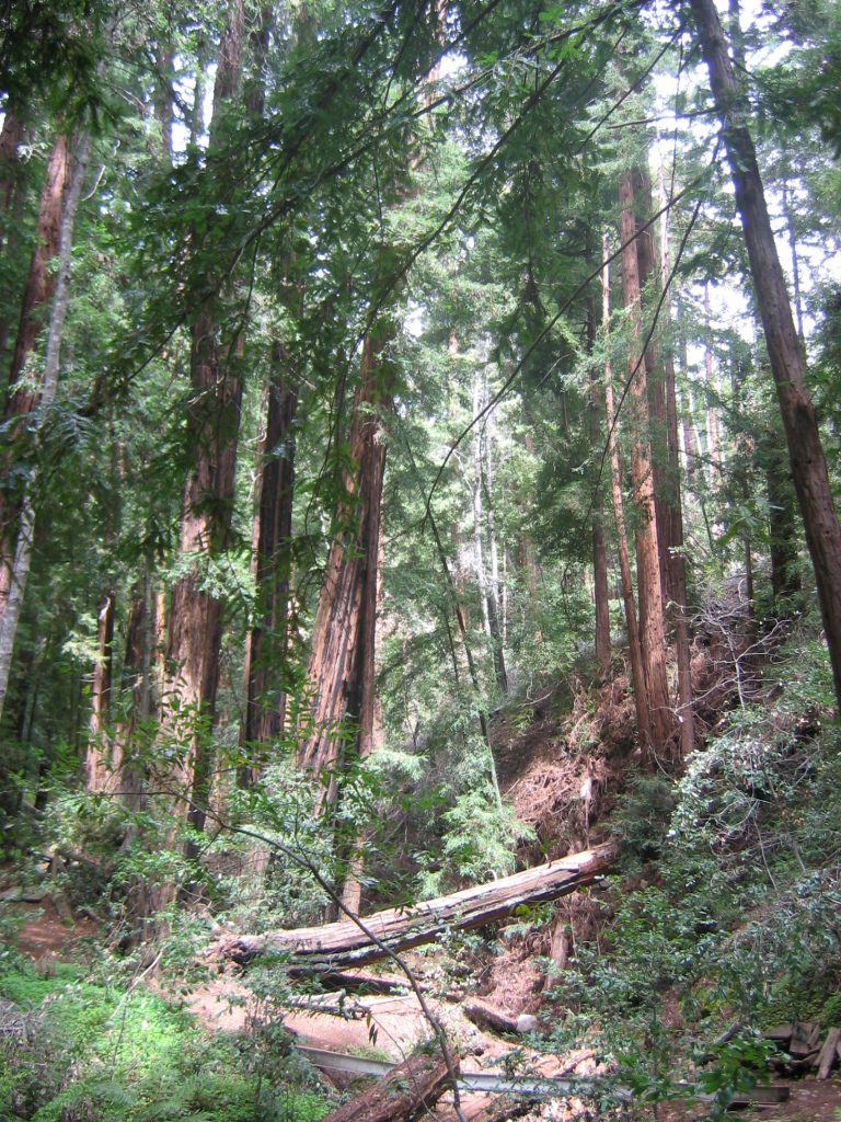 Coast redwoods rise over a creekbed inside Pfeiffer Big Sur State Park. Day-use areas and the campground are among the facilities welcoming visitors back Friday.