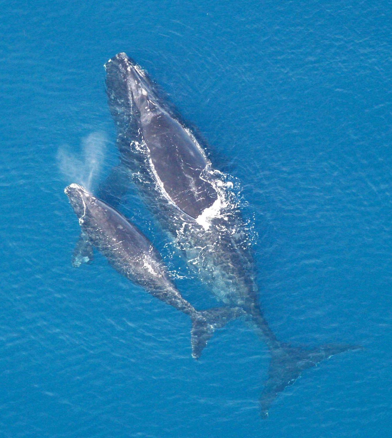 A North Atlantic right whale swims with its calf, seen from above. Seafood Watch cited the risk that lobster gear poses to the critically endangered whale when it moved American lobster to its red, avoid category in September 2022.