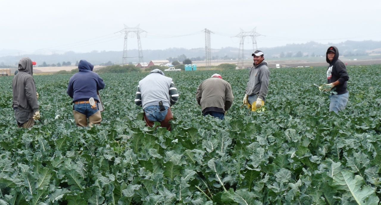 Farmworkers harvest in California's Salinas Valley. The new ALAS clinic at 947 Blanco Circle, Suite B, brings culturally responsive mental health care to the Latino and farmworker families who power the valley's harvests.