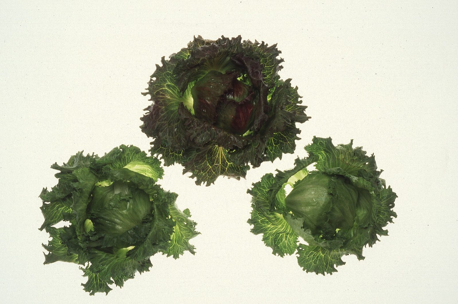 Iceberg lettuce grown in the Salinas Valley. Munoz argues the agricultural industry places heavy demands on city infrastructure and should contribute more revenue to city services.