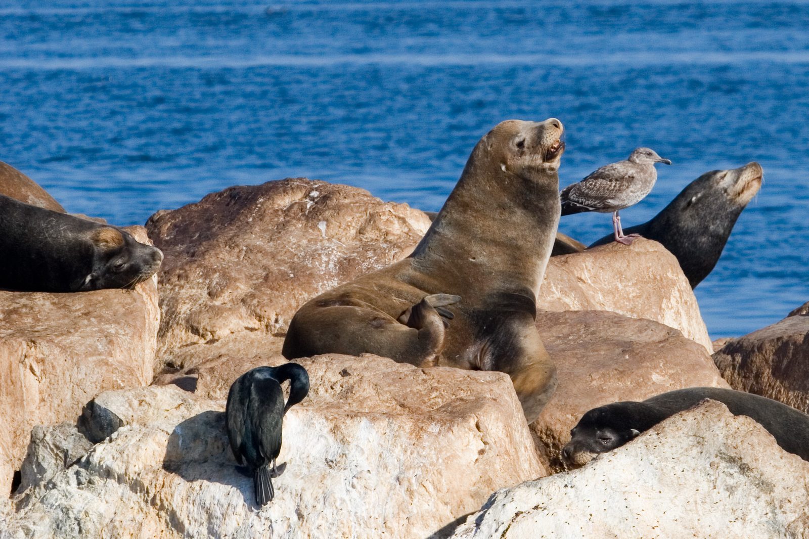 California sea lions haul out in Monterey Harbor, a fixture of the working waterfront. The city receives about 33 vending applications a year.