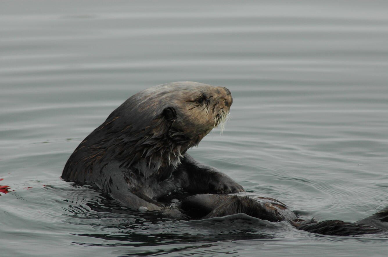 A southern sea otter paddles through Monterey Bay, stronghold of the species' California recovery. Otters depend on healthy kelp forests for food and shelter.